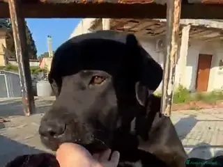 Cane Corso cani ADOZ.DEL💔:lo lasciano lì : la casa è in vendita.. - Annuncio 7
