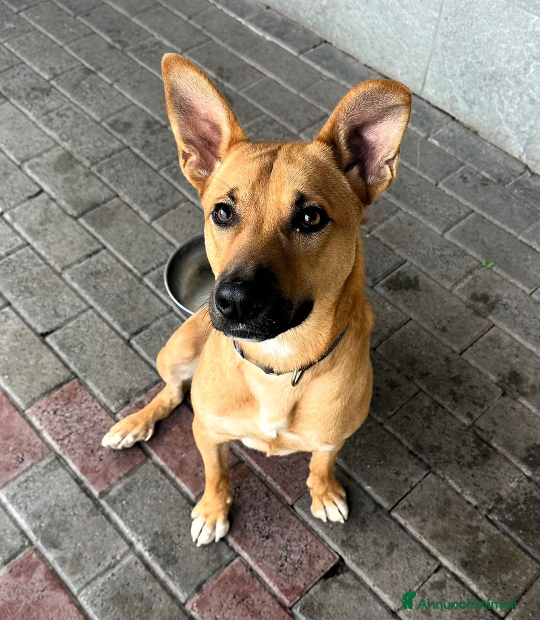 Meticcio cani in regalo: SIMBA LUPETTO - Annuncio 4