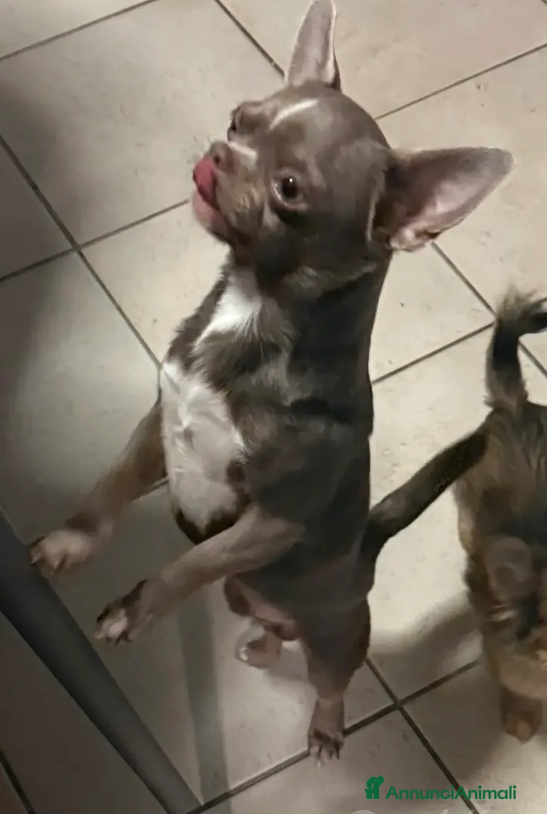 Chihuahua cani in vendita: Chihuahua lilac pedigree Enci - Annuncio 2