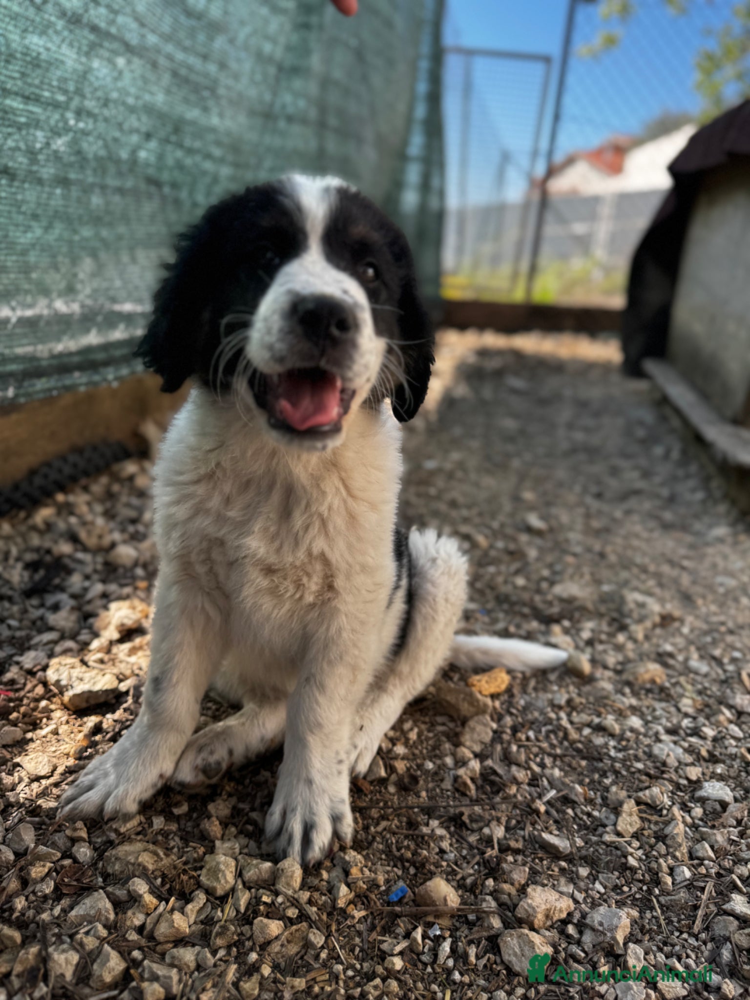 Meticcio cani NERO cucciolo taglia gigante equilibrato - Annuncio 12