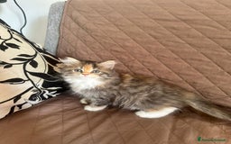 Persiano gatti in vendita: Gattine persiane normotipo  a Provincia di Reggio Emilia - Immagine 28