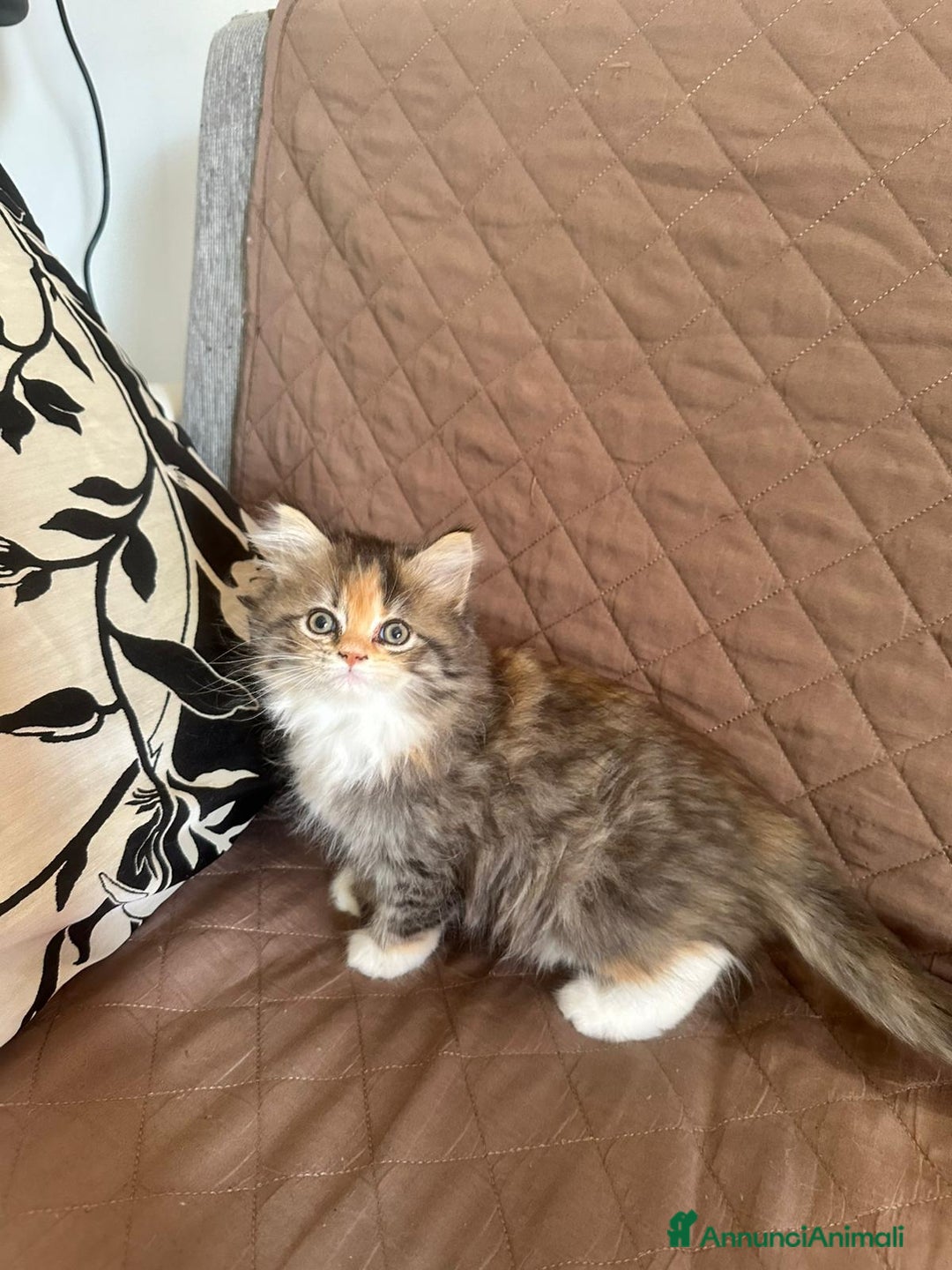 Persiano gatti in vendita: Gattine persiane normotipo  a Provincia di Reggio Emilia - Immagine 28
