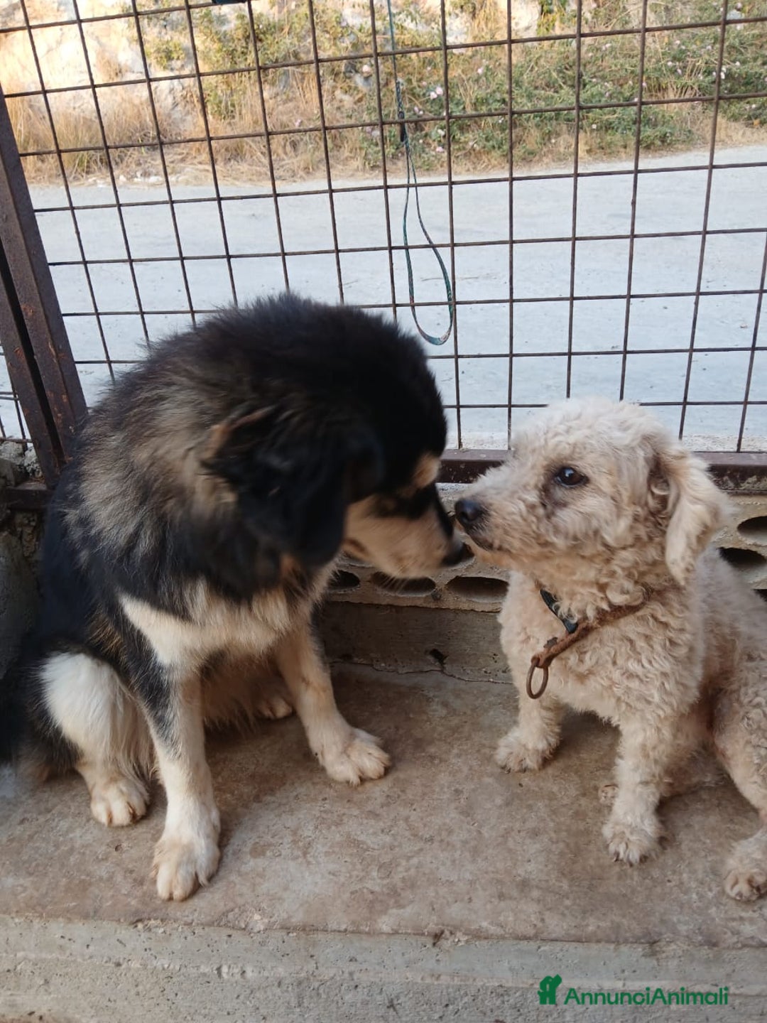 Maltese cani in regalo: Lola, una piccola maltese - Annuncio 6