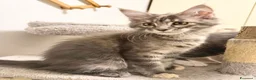 Maine Coon gatti in vendita: Maine coon con pedigree - Annuncio 3