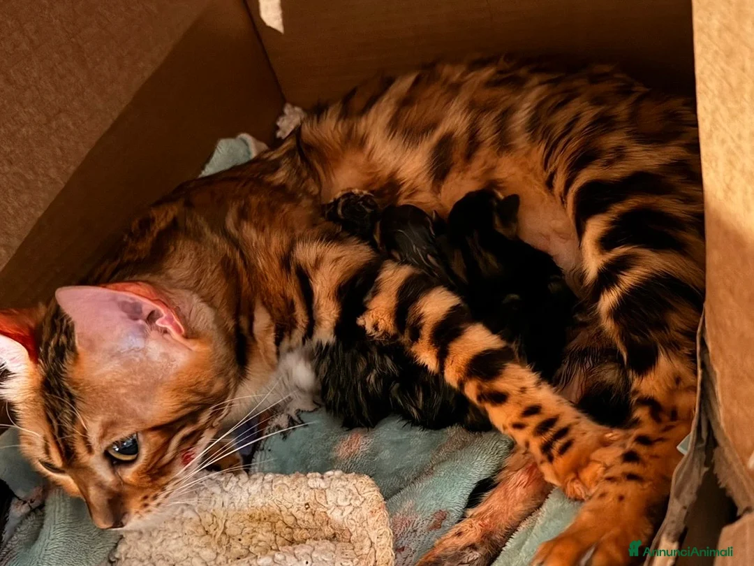 Bengala gatti in vendita: Disponibile cucciolo di Bengala - Annuncio 9