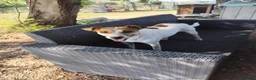 Meticcio cani in regalo: GINNY 2 anni taglia piccola - Annuncio 2