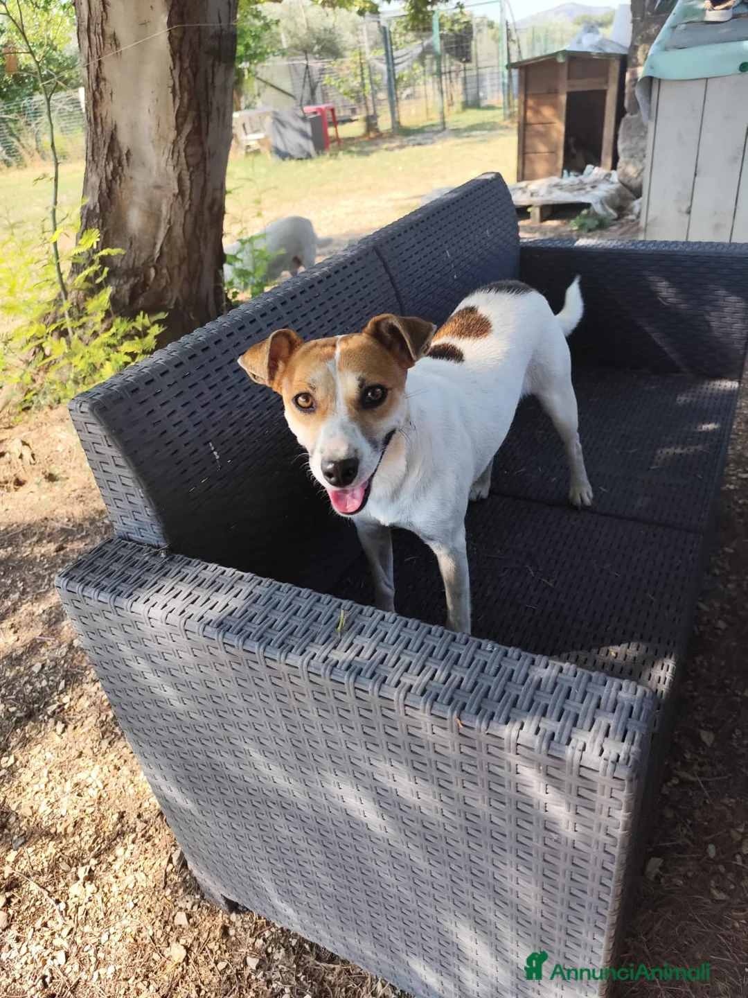 Meticcio cani in regalo: GINNY 2 anni taglia piccola - Annuncio 2