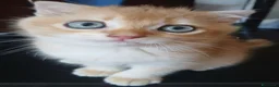 Scottish gatti in vendita: Splendidi cuccioli Scottish Fold e Straight - Annuncio 2