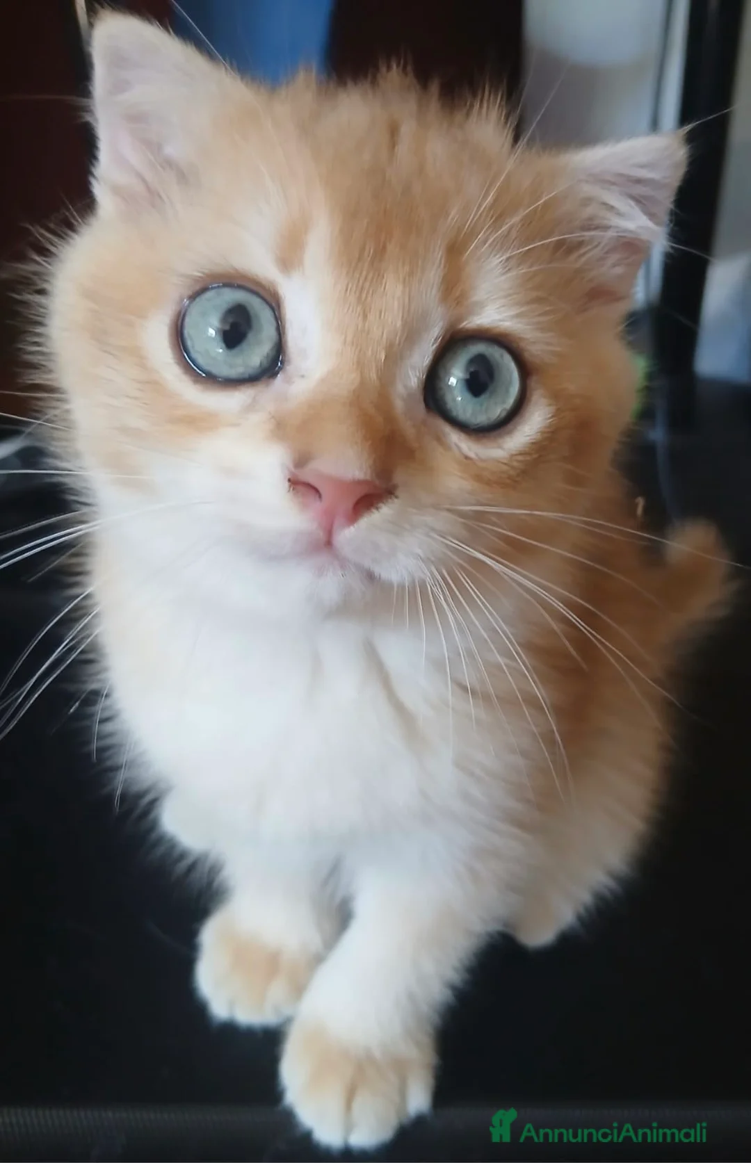 Scottish gatti in vendita: Splendidi cuccioli Scottish Fold e Straight - Annuncio 2