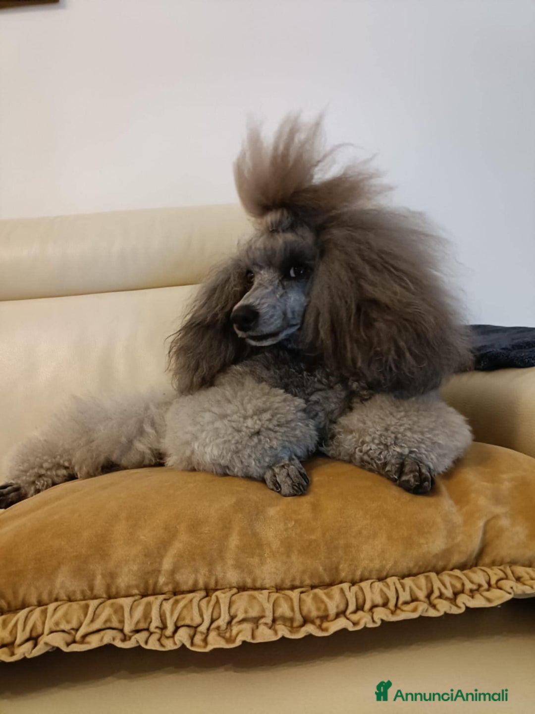 Barbone cani in vendita: Cucciola di barbone - Annuncio 10