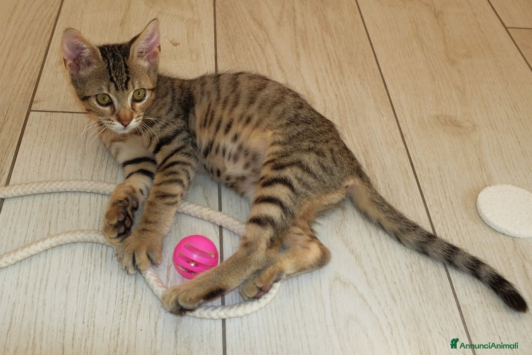 Altre razze gatti in regalo: GATTINI - Annuncio 12