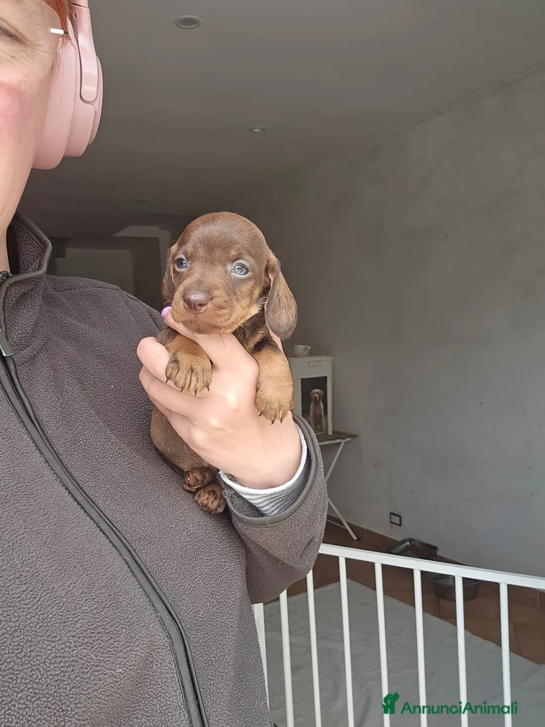 Bassotto cani in vendita: Bassotte pelo ruvido  - Annuncio 6