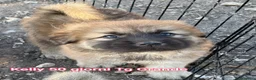 Meticcio cani in regalo: TANTI CUCCIOLI SOLI  a Provincia di Vicenza - Annuncio 9