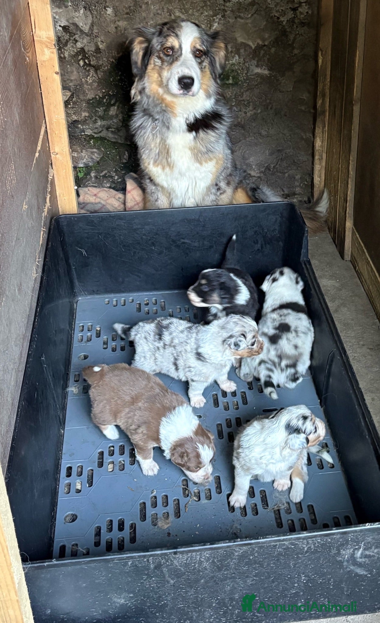 Australian Shepherd cani Pastore australiano - Annuncio 1