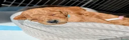 Barboncino cani in vendita: Cuccioli di Barboncino Nano - Annuncio 3