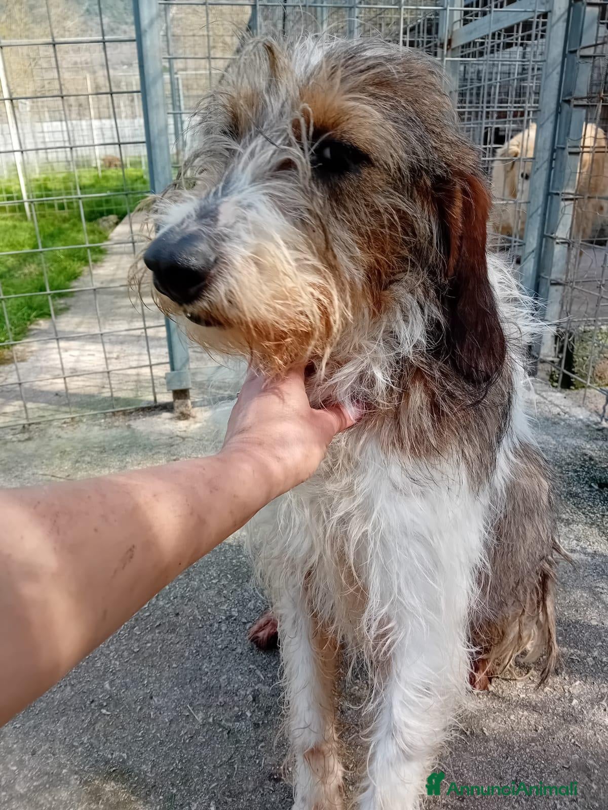 Spinone cani Agostino, 3 anni, super coccolo - Annuncio 1
