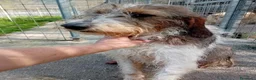 Spinone cani in regalo: Agostino, 3 anni, super coccolo - Annuncio 1