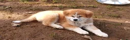 Akita Inu cani in vendita: Cuccioli di Akita da allevamento ENCI - Annuncio 7