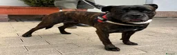 Meticcio cani in regalo: CHERRY BOXER - Annuncio 5