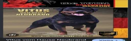 Rottweiler cani in vendita: Disponibili cuccioli Rottweiler  - Annuncio 36