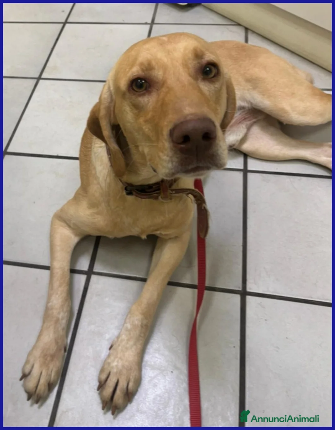 Segugio cani in regalo: BAGIGIO CUCCIOLONE MIX SEGUGIO 9 MESI, BELLO E BUO - Annuncio 2