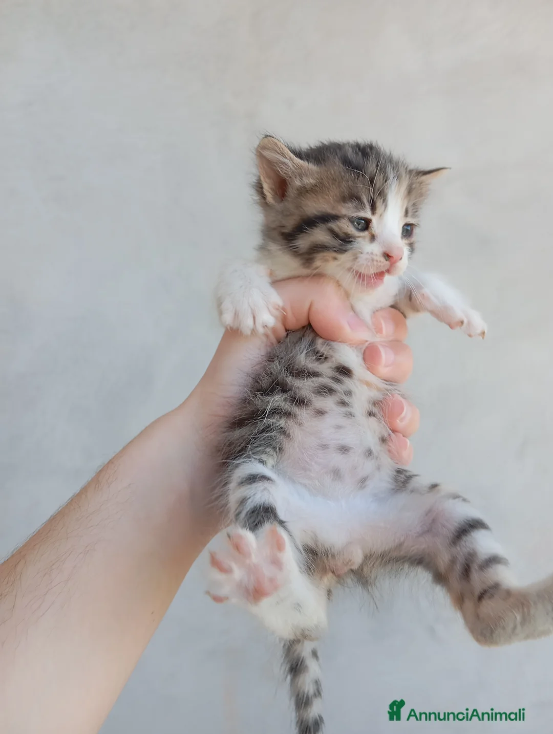 Meticcio gatti in regalo: Gattini - Annuncio 7