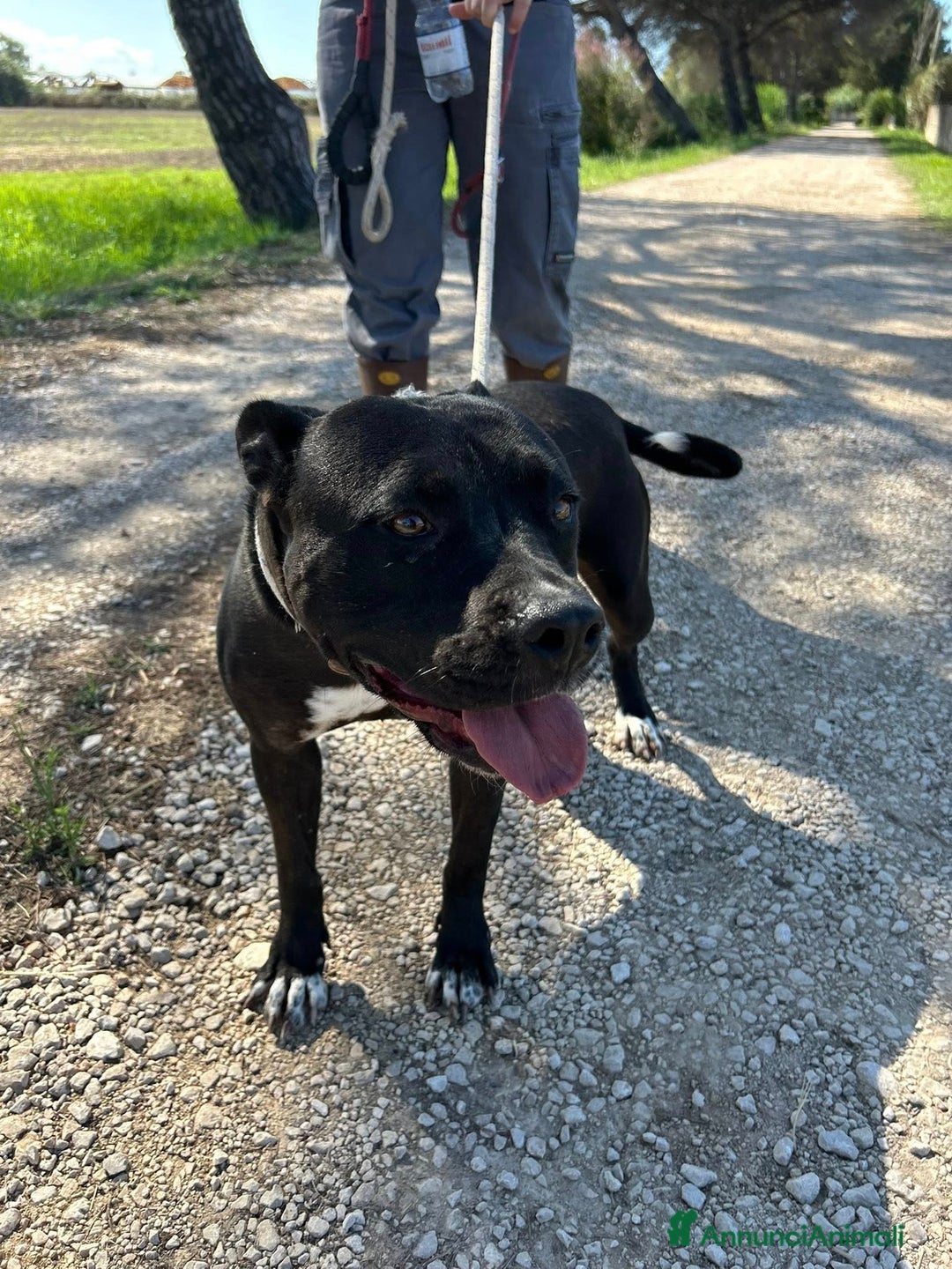 Pitbull cani in regalo: JESSY, Cuore di pitt - Annuncio 10