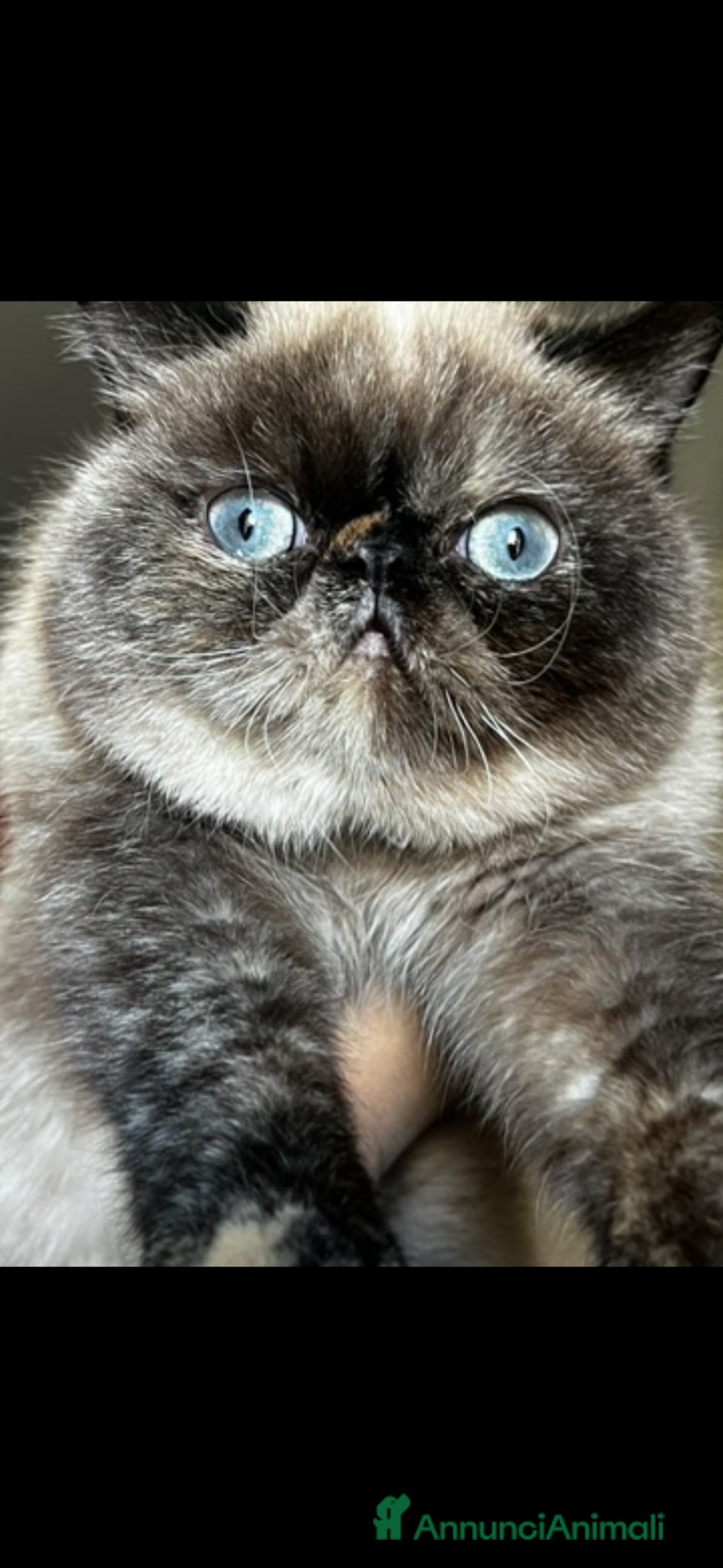 Altre razze gatti Licata  - Annuncio 1