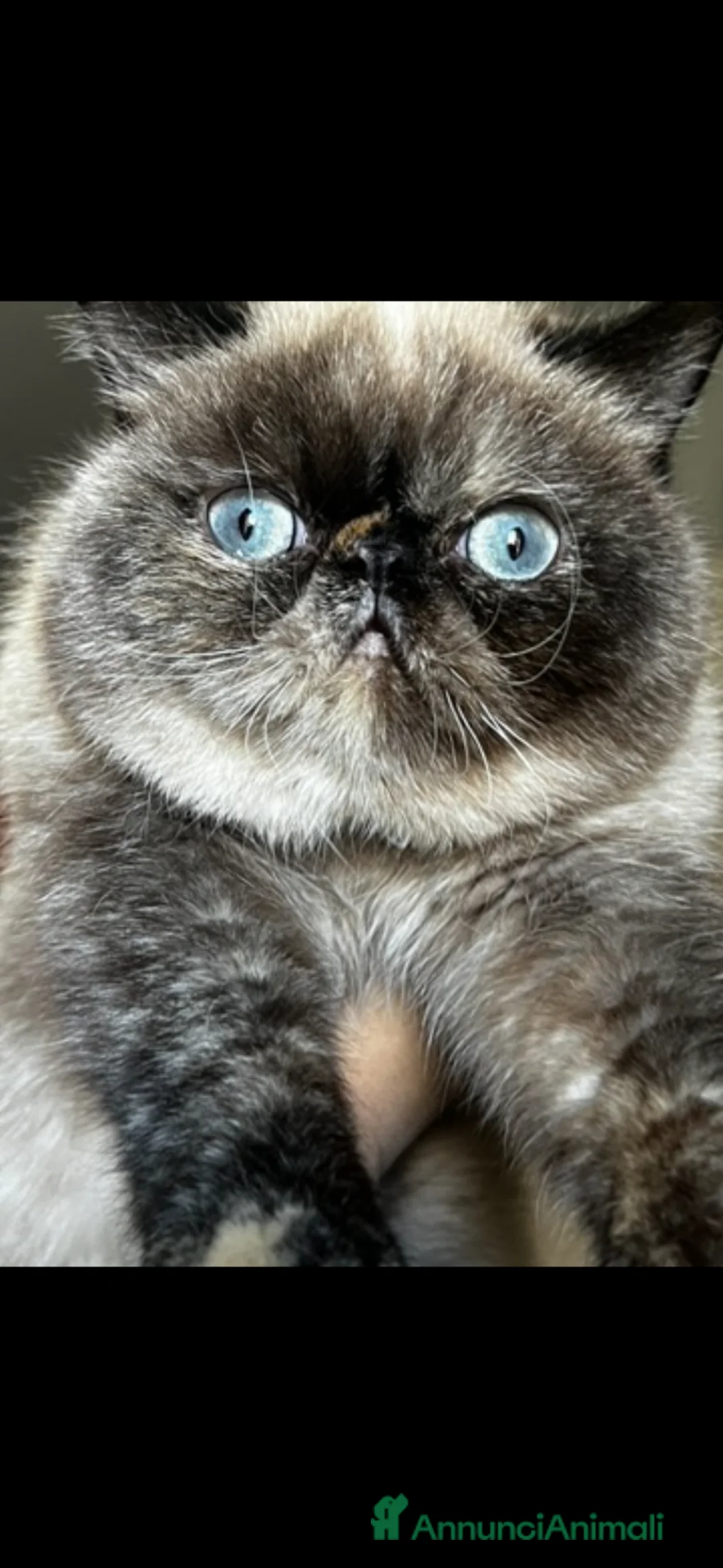 Altre razze gatti in vendita: Licata  - Annuncio 1