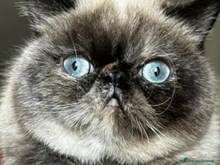 Altre razze gatti Licata - Annuncio 2