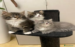 Siberiano gatti in vendita: Gattini siberiani a Provincia di Padova - Immagine 5