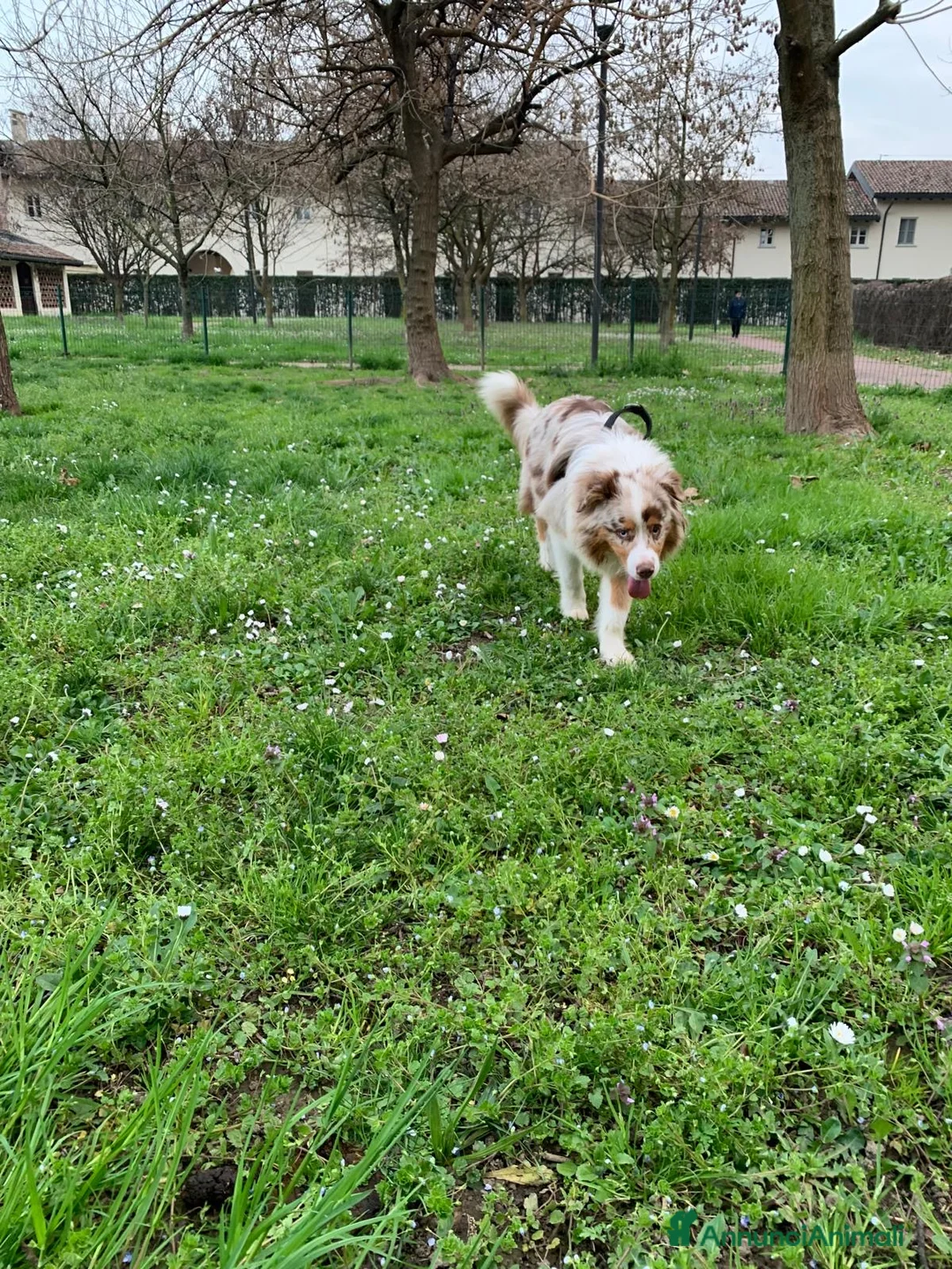 Australian Shepherd cani in vendita: Cucciolo Australian 7 mesi con pedigree a Città metropolitana di Milano - Annuncio 2