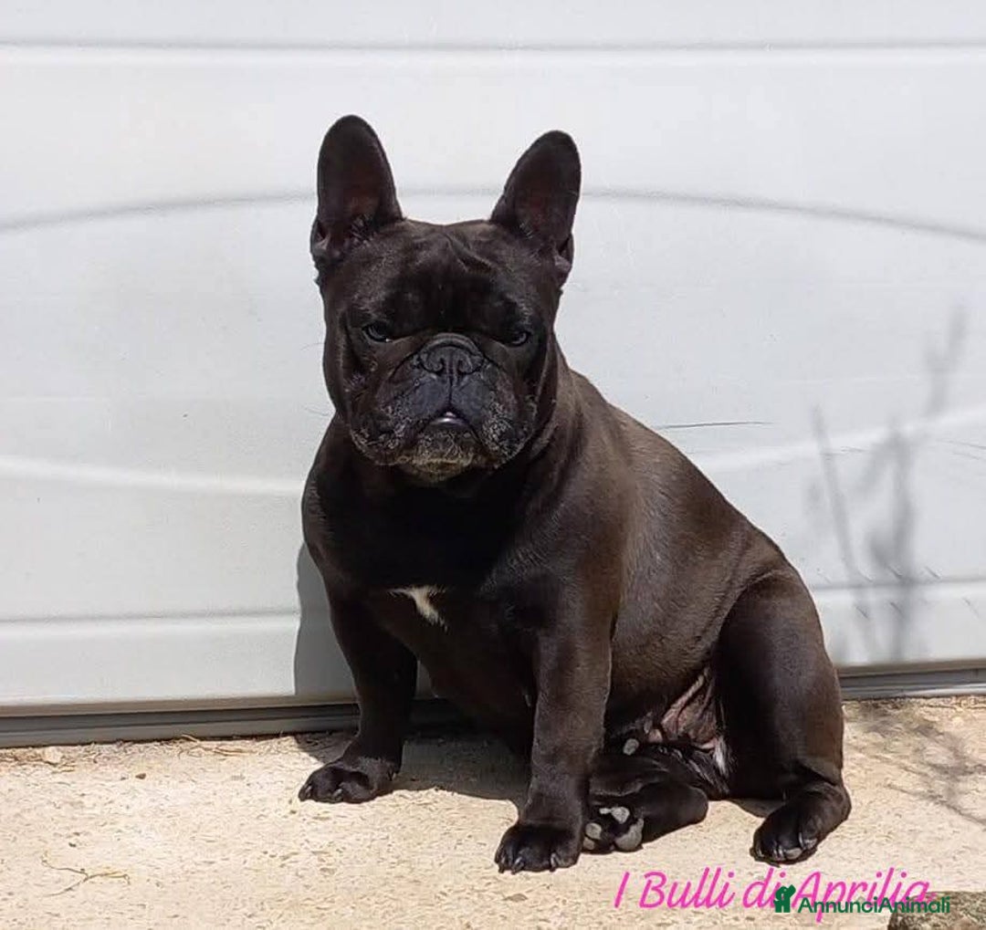 Bulldog Francese cani in vendita: BULLDOG FRANCESE  - Annuncio 2