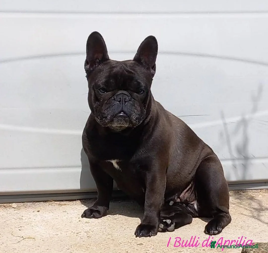 Bulldog Francese cani in vendita: BULLDOG FRANCESE  - Annuncio 2