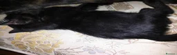 Europeo gatti in regalo: Gattini 2 mesi a Città Metropolitana di Bologna - Annuncio 6