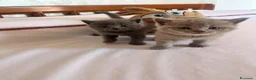 Scottish gatti in vendita: Gattini schottish  - Annuncio 1