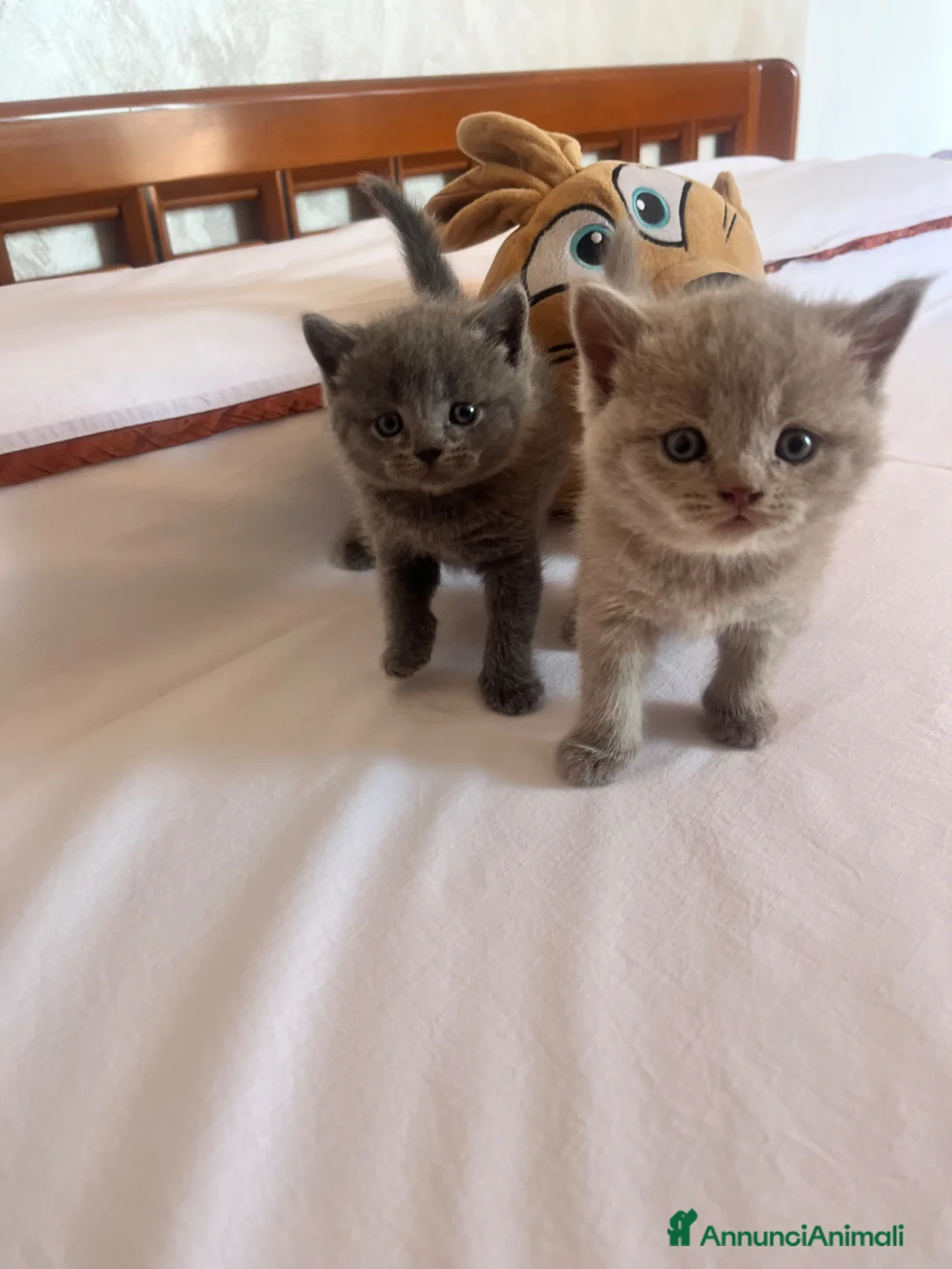 Scottish gatti in vendita: Gattini schottish  - Annuncio 1