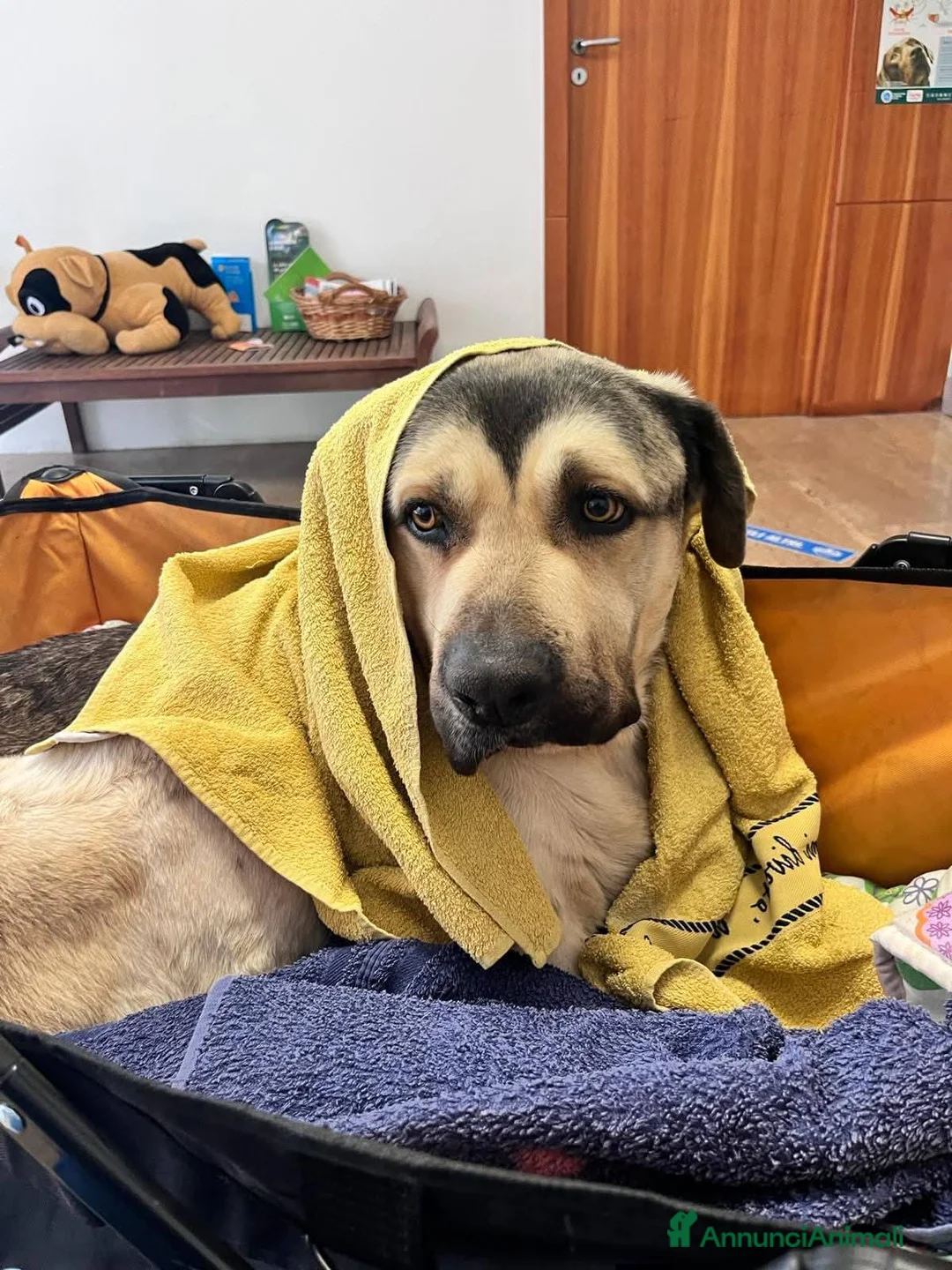 Meticcio cani in regalo: Pablo, cagnolone dolce, in cerca d amore - Annuncio 4