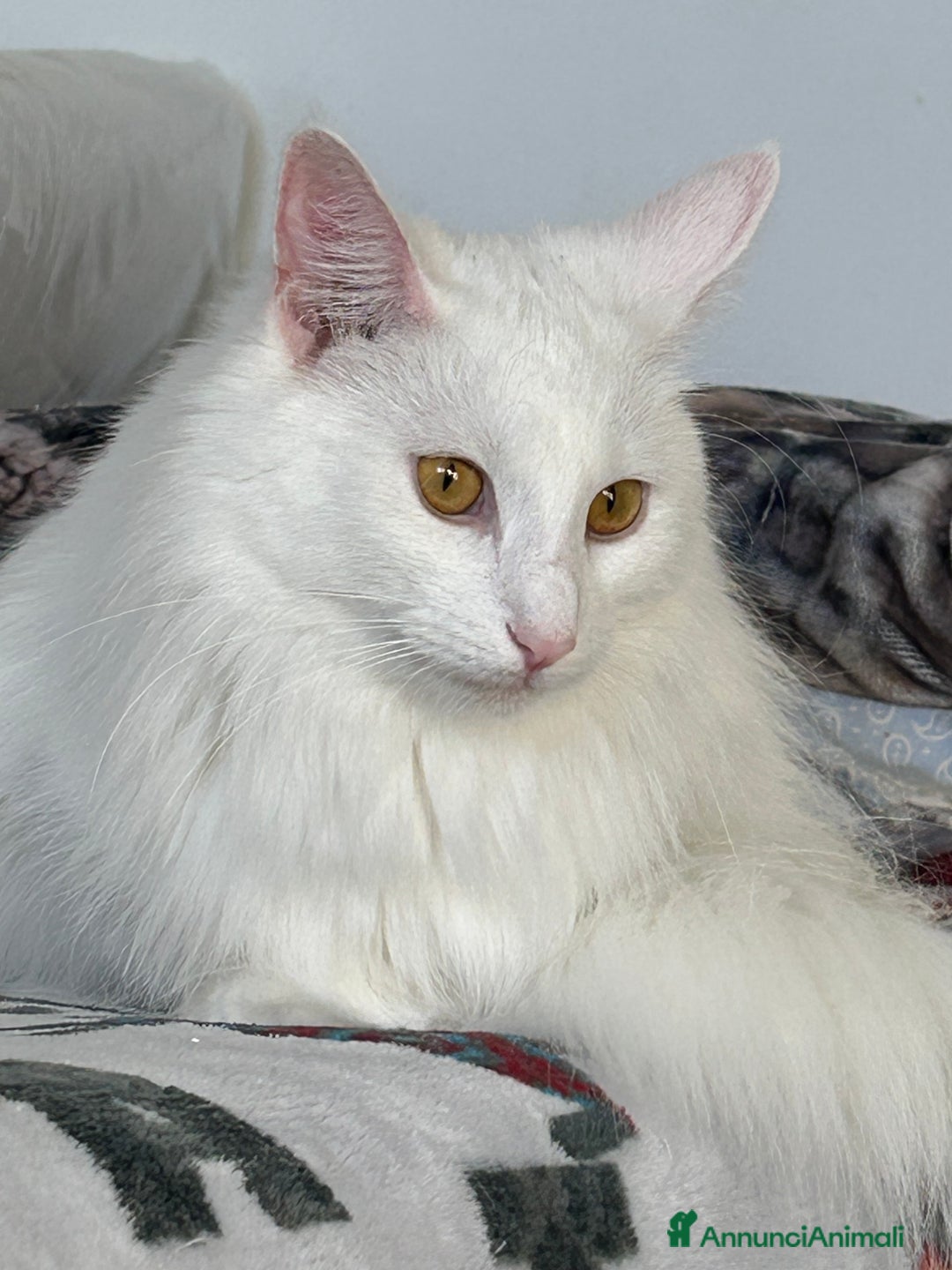 Norvegese gatti in vendita: Vendo cuccioli Norvegesi delle Foreste - Annuncio 1