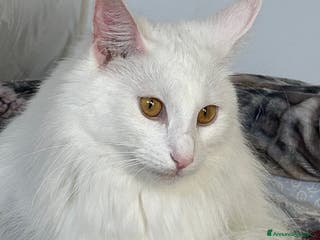 Norvegese gatti Vendo cuccioli Norvegesi delle Foreste - Annuncio 2