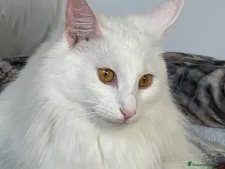 Norvegese gatti Vendo cuccioli Norvegesi delle Foreste - Annuncio 31