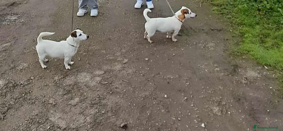 Jack Russell cani in vendita: DUE JACK RUSSELL CERCANO CASA💙💜 - Annuncio 6