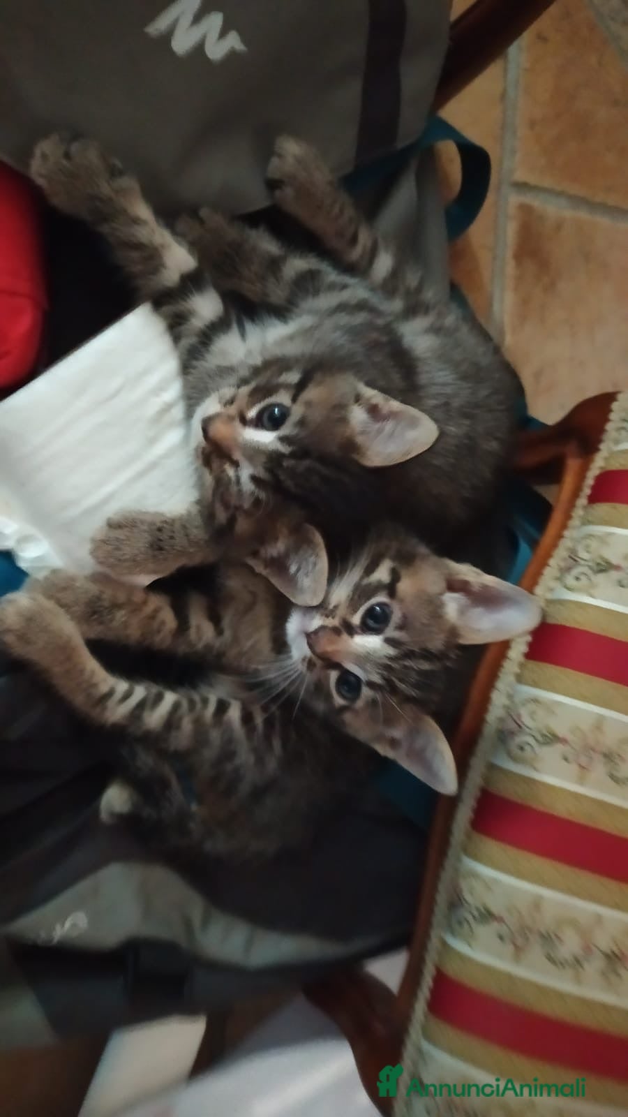 Meticcio gatti Regalo due gattini - Annuncio 7