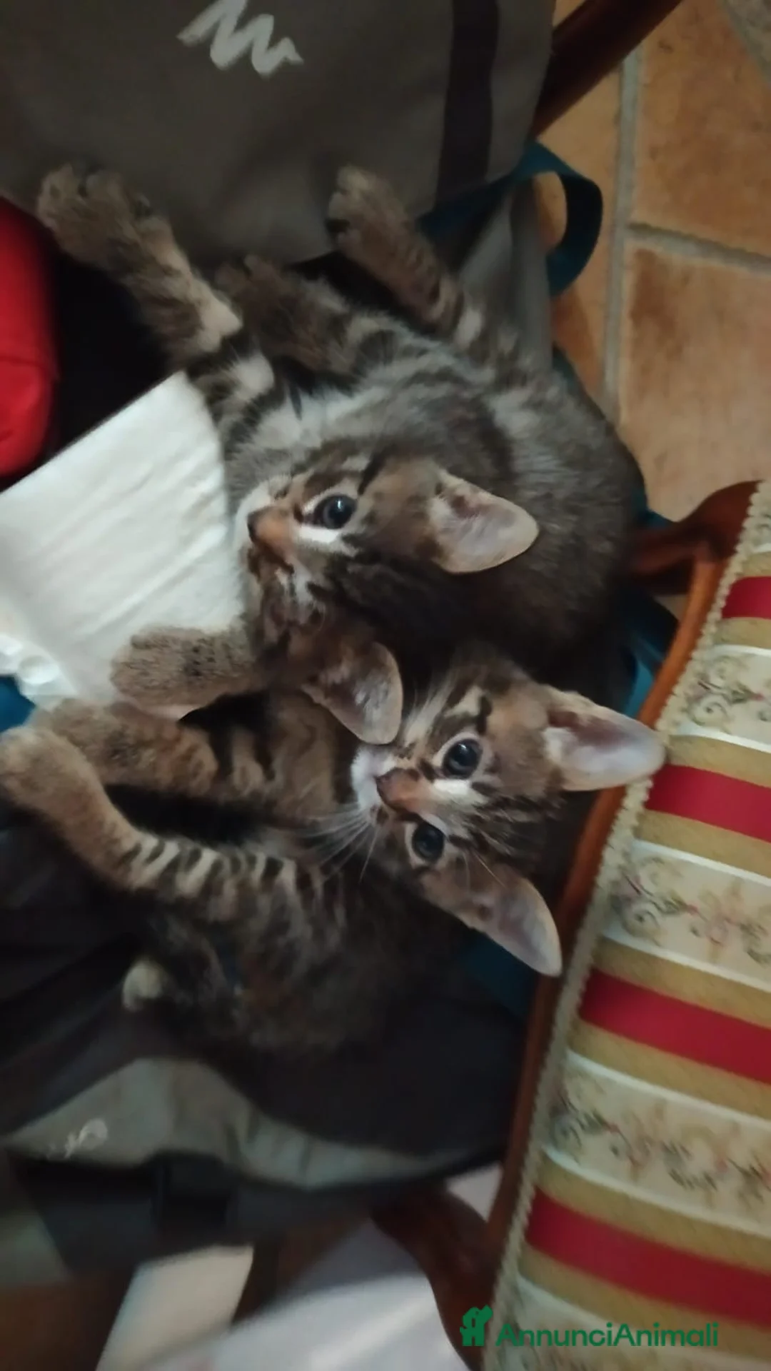 Meticcio gatti in regalo: Regalo due gattini - Annuncio 1