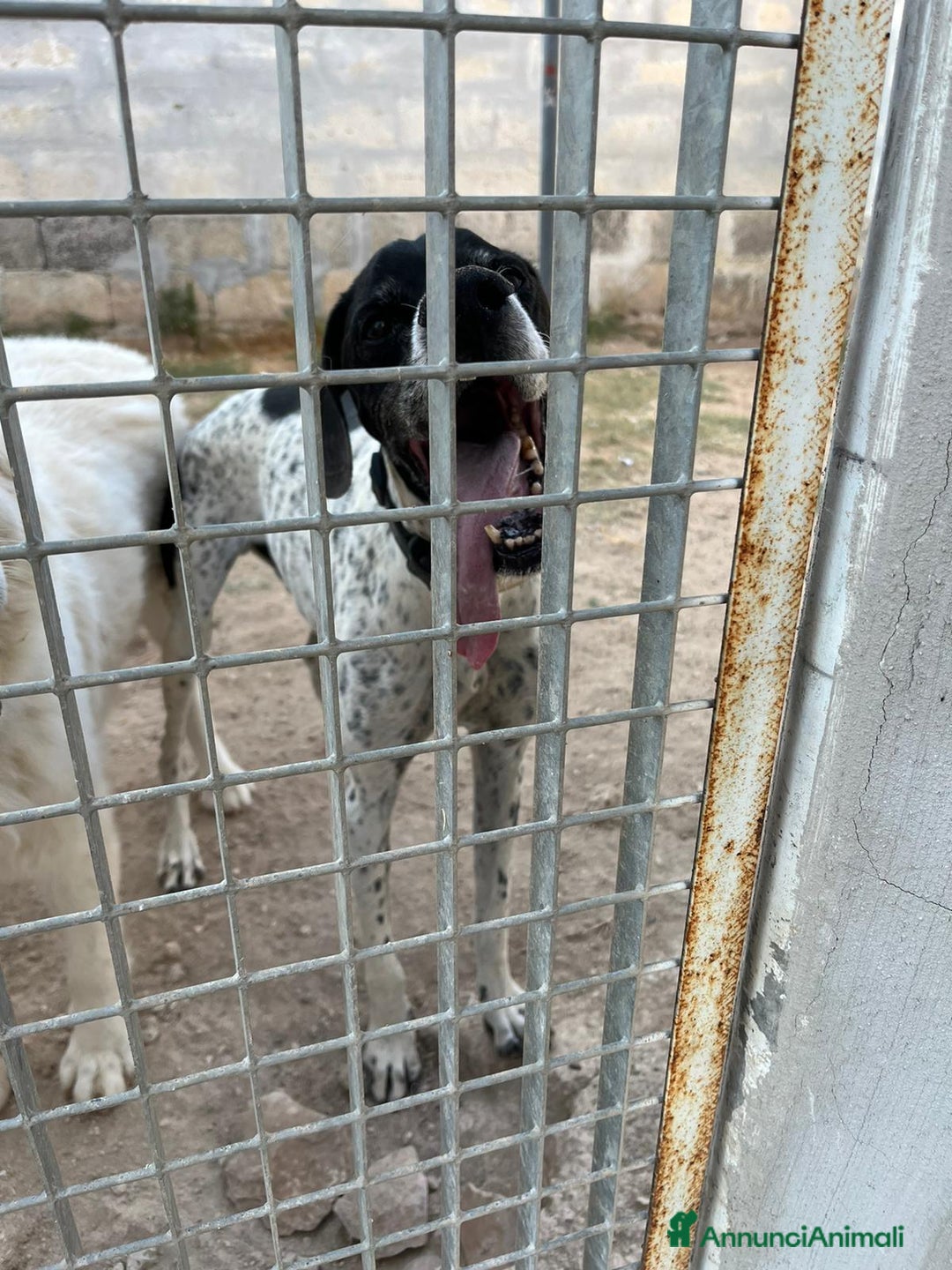 Pointer cani in regalo: DJANGO tenerissimo cane in adozione! - Annuncio 6