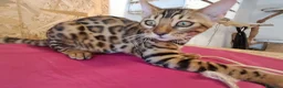 Bengala gatti in vendita: Bengala cuccioli con pedegree a Provincia di Treviso - Annuncio 8