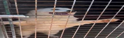 Meticcio cani in regalo: Adele dolcissima cucciolona in canile si dispera  - Annuncio 4