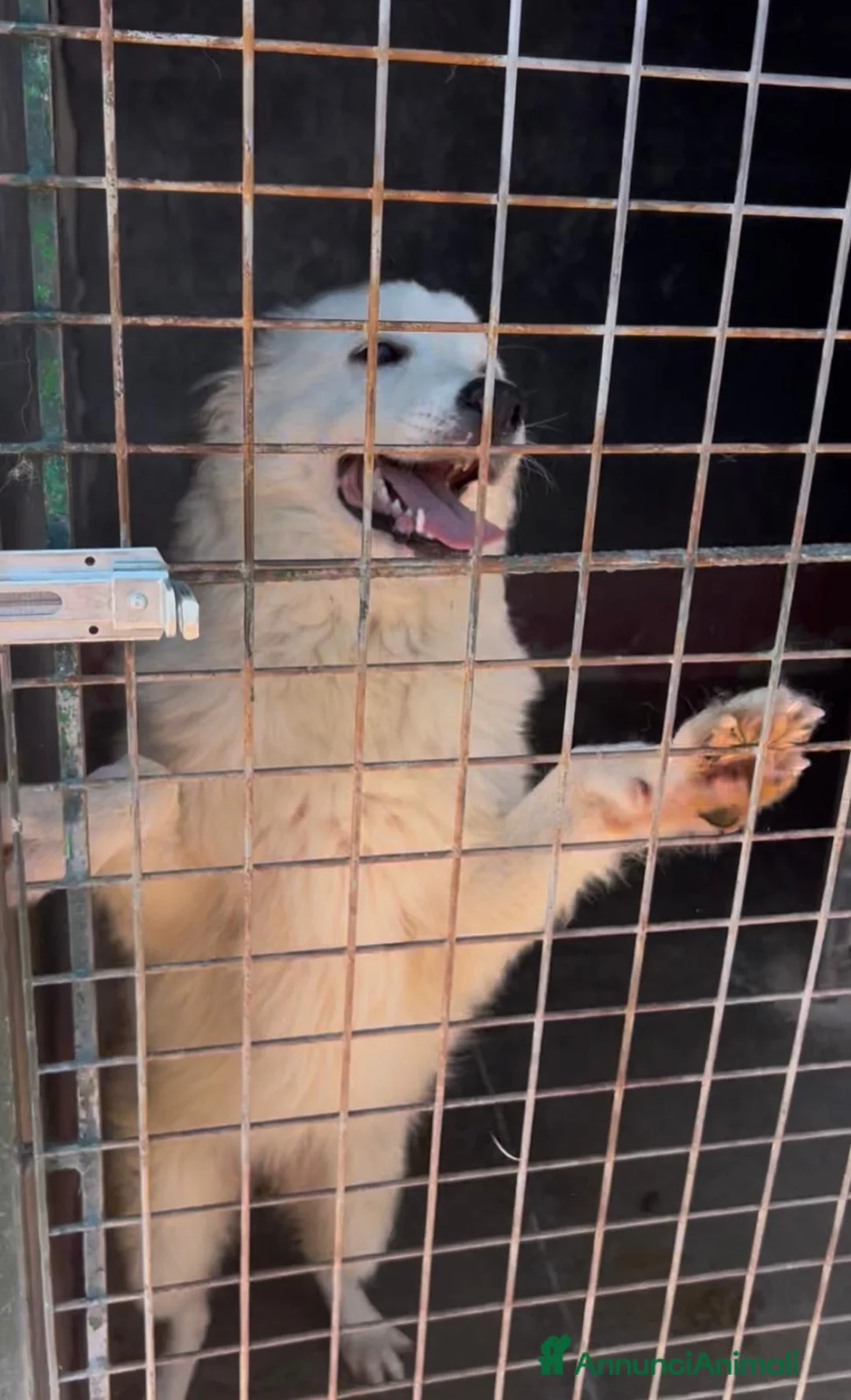 Meticcio cani in regalo: Adele dolcissima cucciolona in canile si dispera  - Annuncio 4