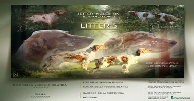 Setter Inglese cani a Provincia di Piacenza - Annuncio 4