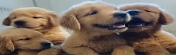Golden Retriever cani in vendita: Cucciole Golden linea americana a Città Metropolitana di Bologna - Annuncio 4